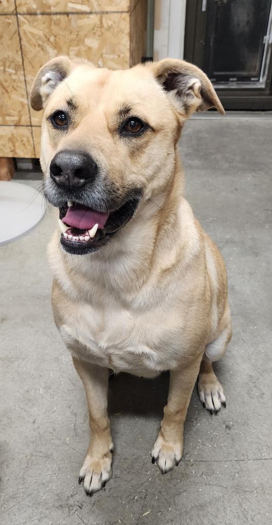 Enlarge Ranger, a Adoptable mixed breed in Vacaville, CA image 1/2