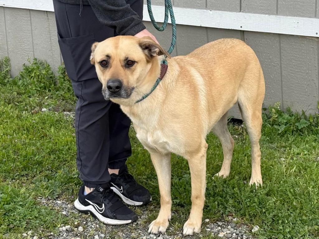 Ranger, Adoptable, Adult Male Pit Bull Terrier & Mixed Breed.