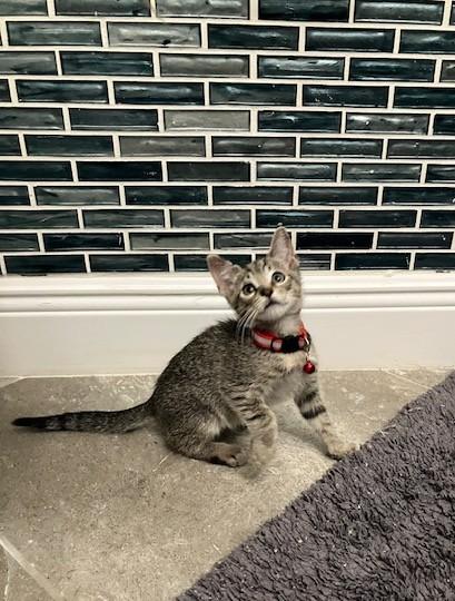 Enlarge Samantha, a Adoptable mixed breed in Maitland, FL image 4/6