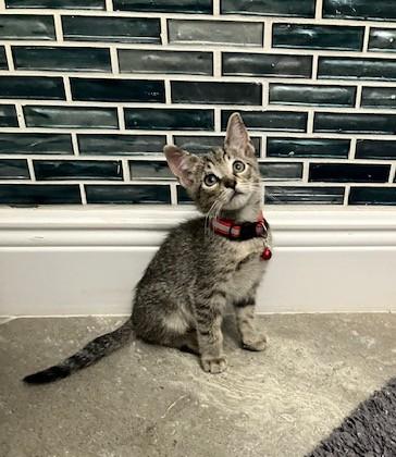 Enlarge Samantha, a Adoptable mixed breed in Maitland, FL image 3/6