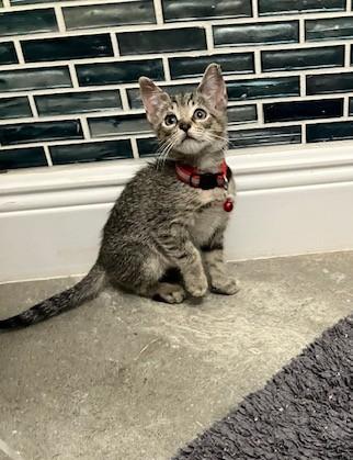 Enlarge Samantha, a Adoptable mixed breed in Maitland, FL image 1/6