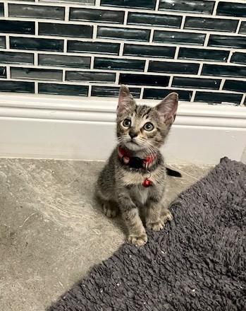 Enlarge Samantha, a Adoptable mixed breed in Maitland, FL image 6/6