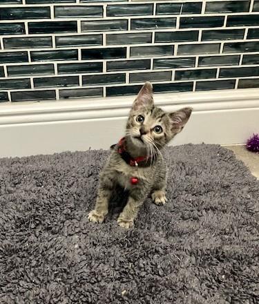 Enlarge Samantha, a Adoptable mixed breed in Maitland, FL image 5/6