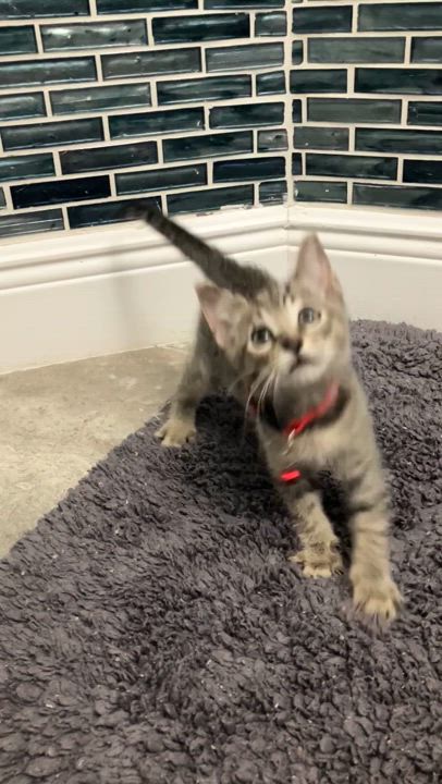 Enlarge Samantha, a Adoptable mixed breed in Maitland, FL video 2/6