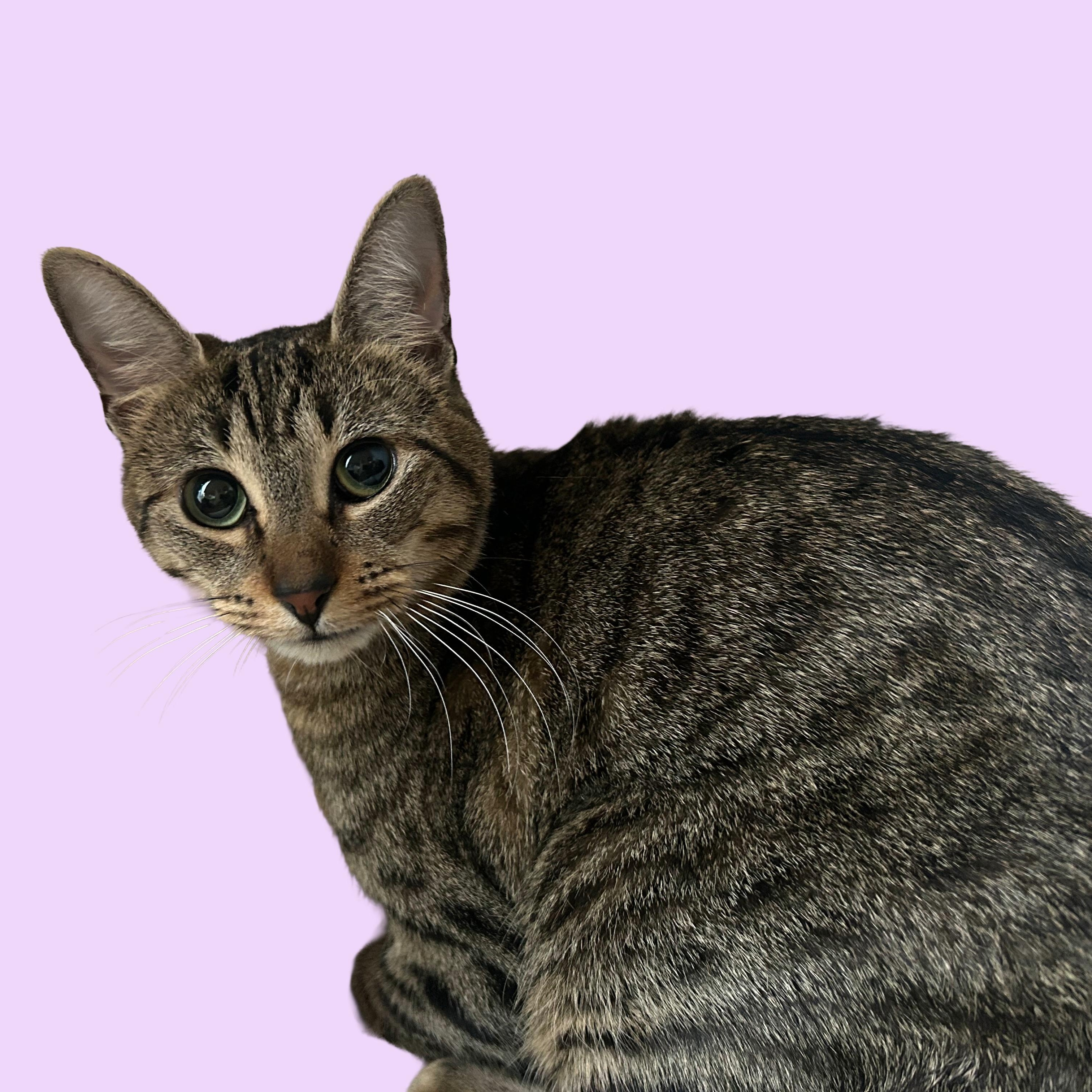 Enlarge Maira, a Adoptable mixed breed in Portland, OR image 1/6