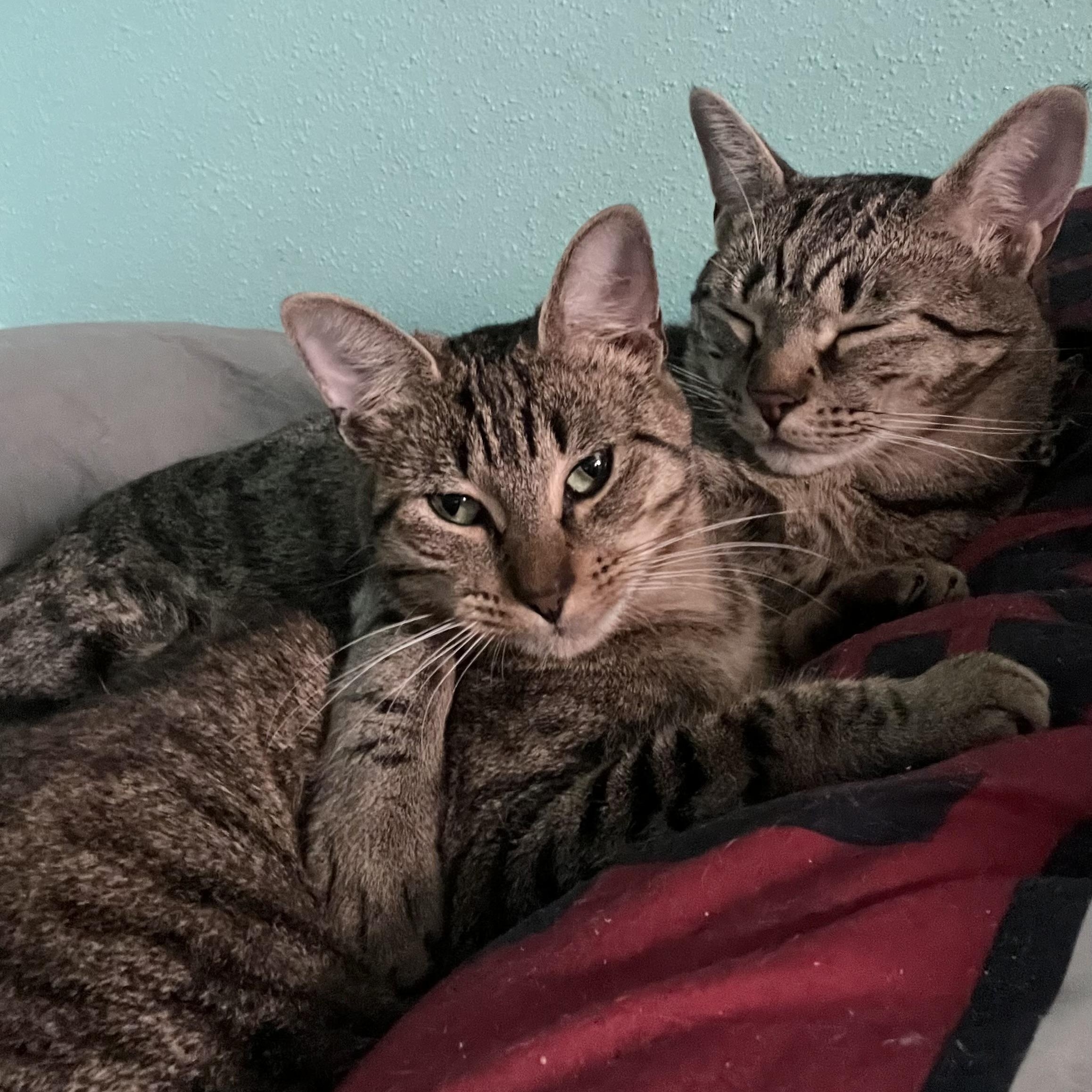 Enlarge Maira, a Adoptable mixed breed in Portland, OR image 6/6