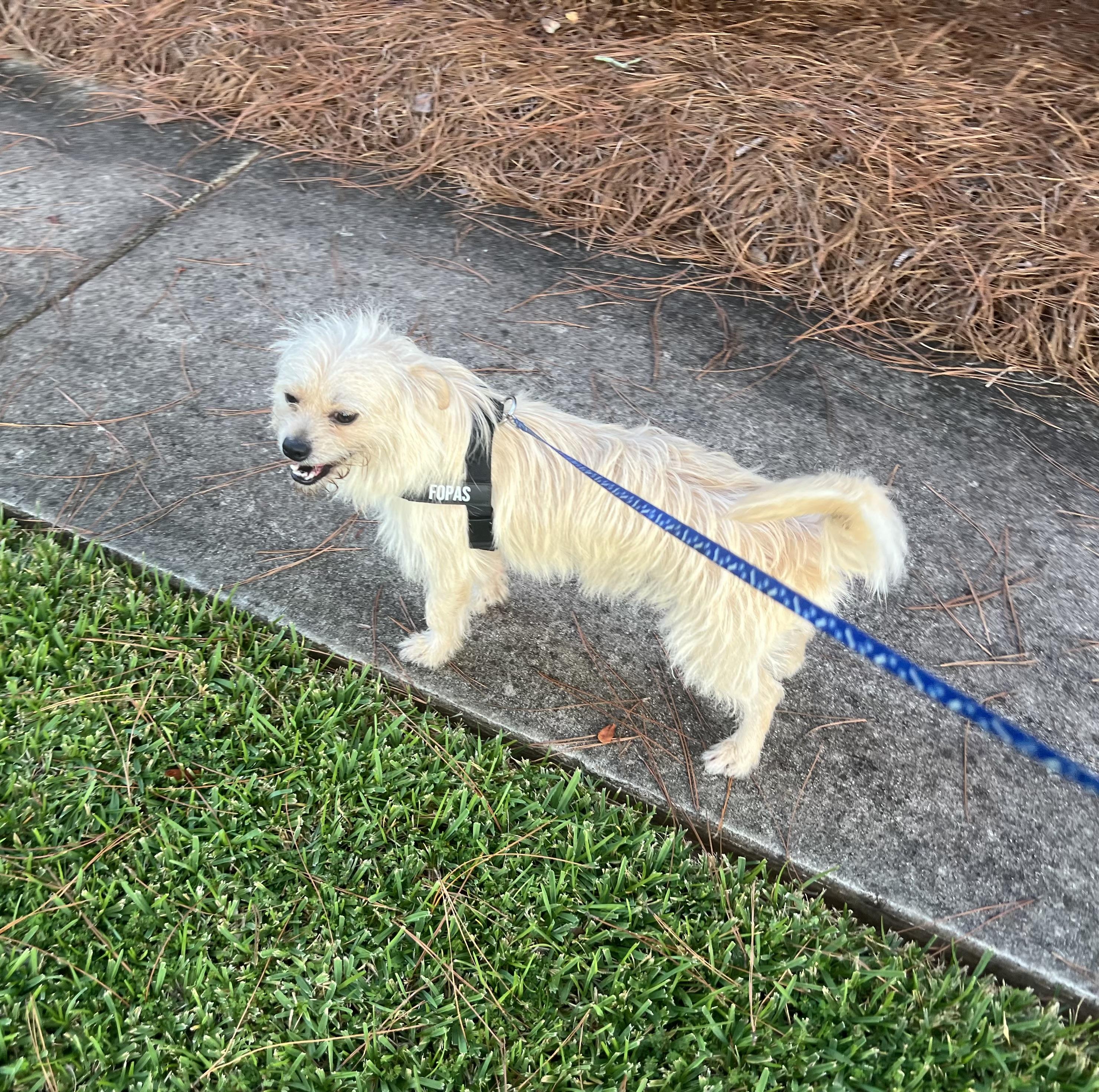 Enlarge Tippett, a Adoptable mixed breed in Perry, GA image 2/6