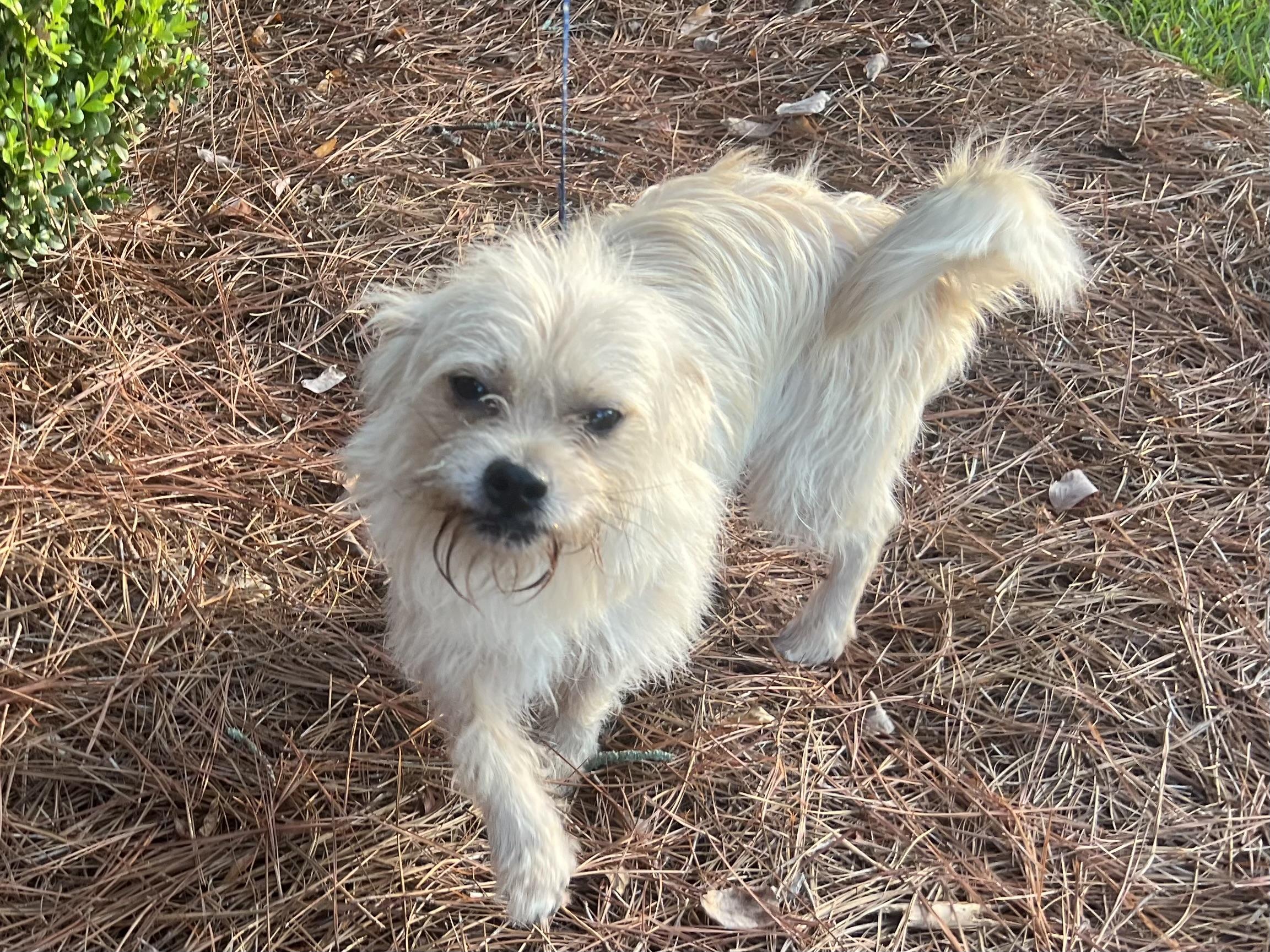 Enlarge Tippett, a Adoptable mixed breed in Perry, GA image 4/6