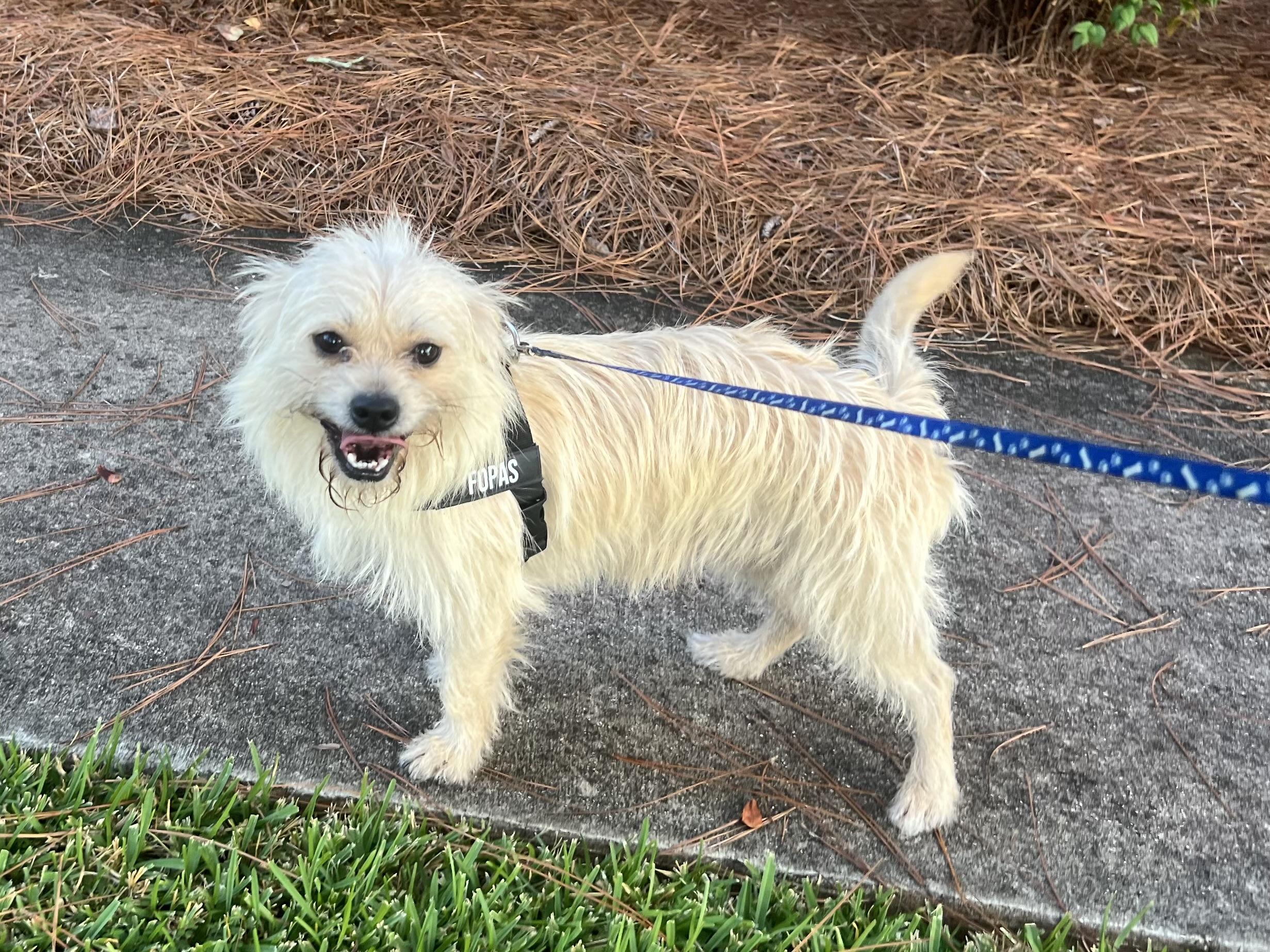 Tippett, Adoptable, Young Male Terrier.