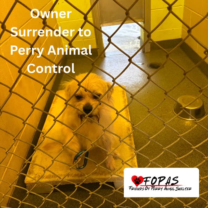 Enlarge Tippett, a Adoptable mixed breed in Perry, GA video 5/6