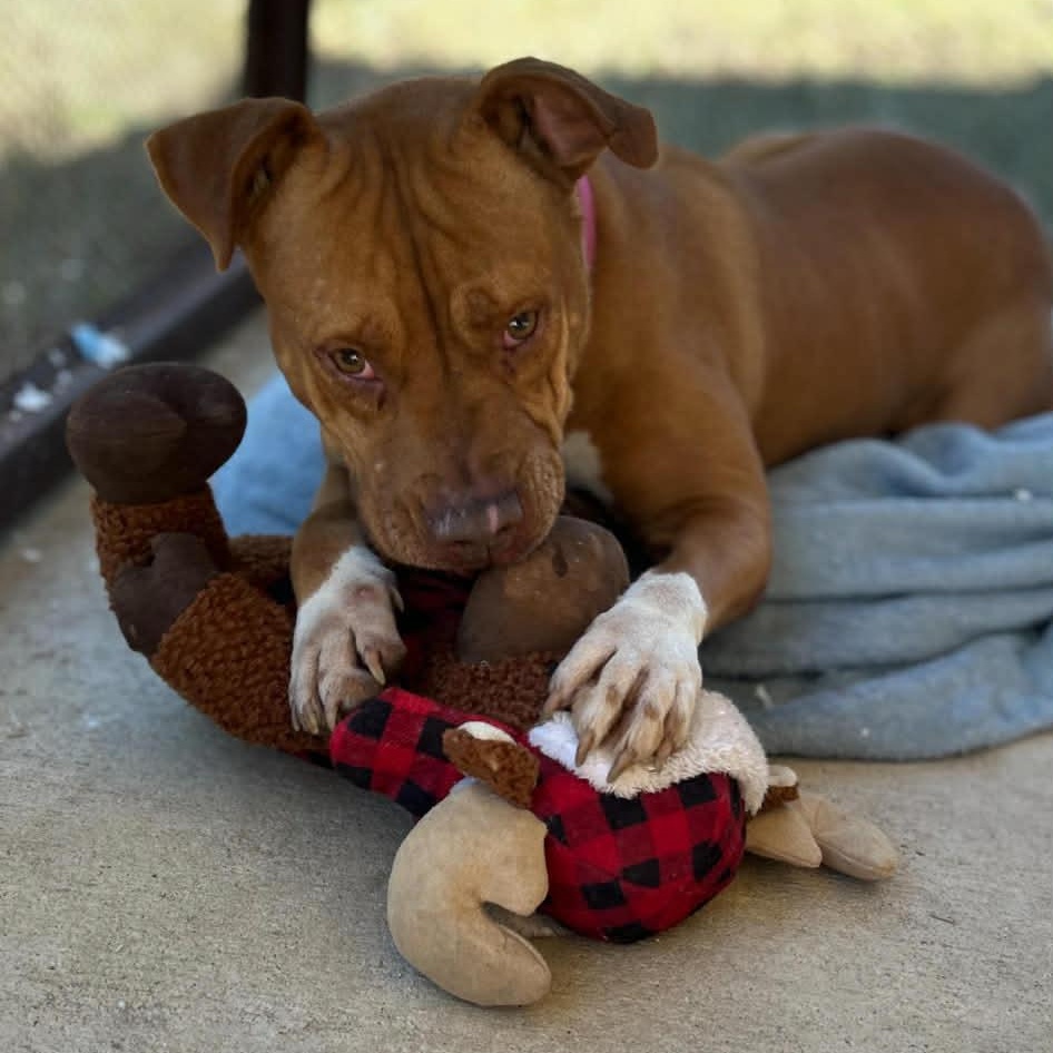 Enlarge Ginger, a Adoptable Mixed Breed in Brooklyn, WI image 4/6