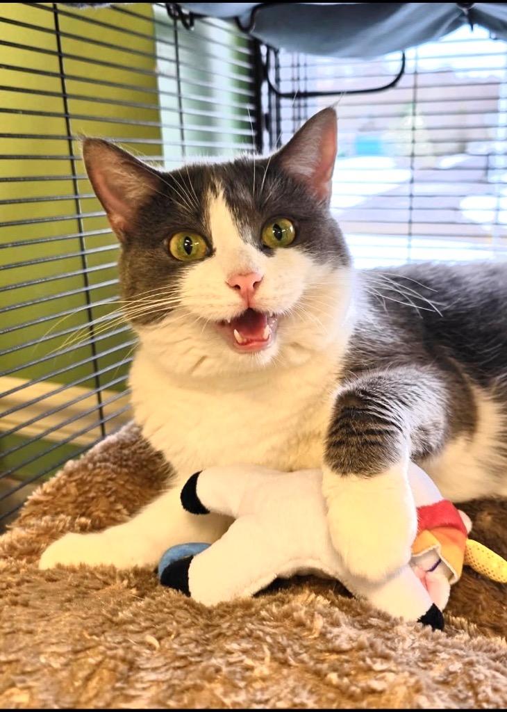 Rosary, Adoptable, Adult Female Domestic Short Hair.