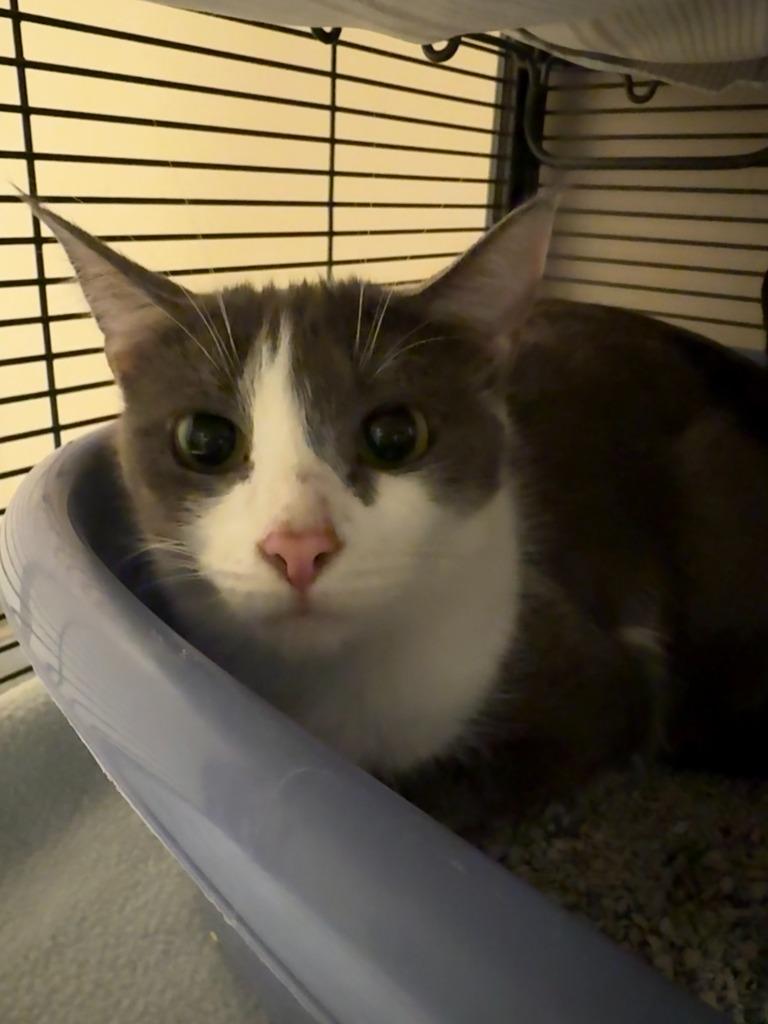 Rosary, Adoptable, Adult Female Domestic Short Hair.