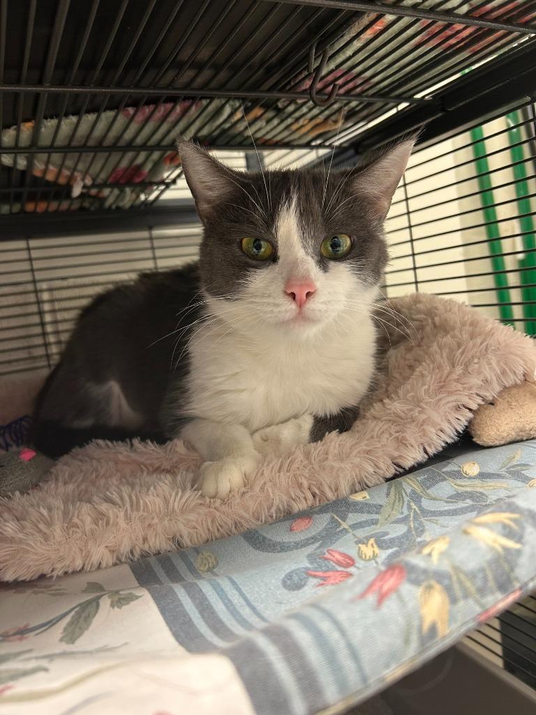 Enlarge Rosary, a Adoptable mixed breed in Blountville, TN image 1/6