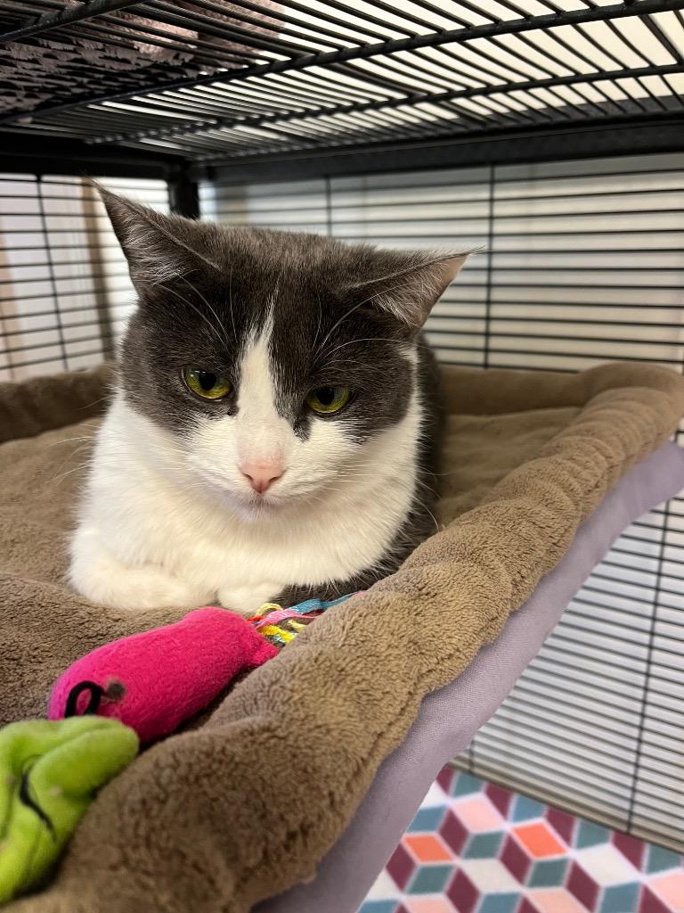 Enlarge Rosary, a Adoptable mixed breed in Blountville, TN image 3/6