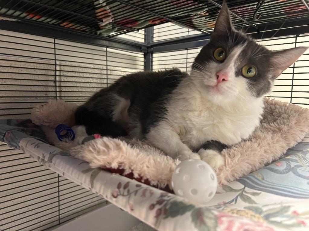 Enlarge Rosary, a Adoptable mixed breed in Blountville, TN image 2/6