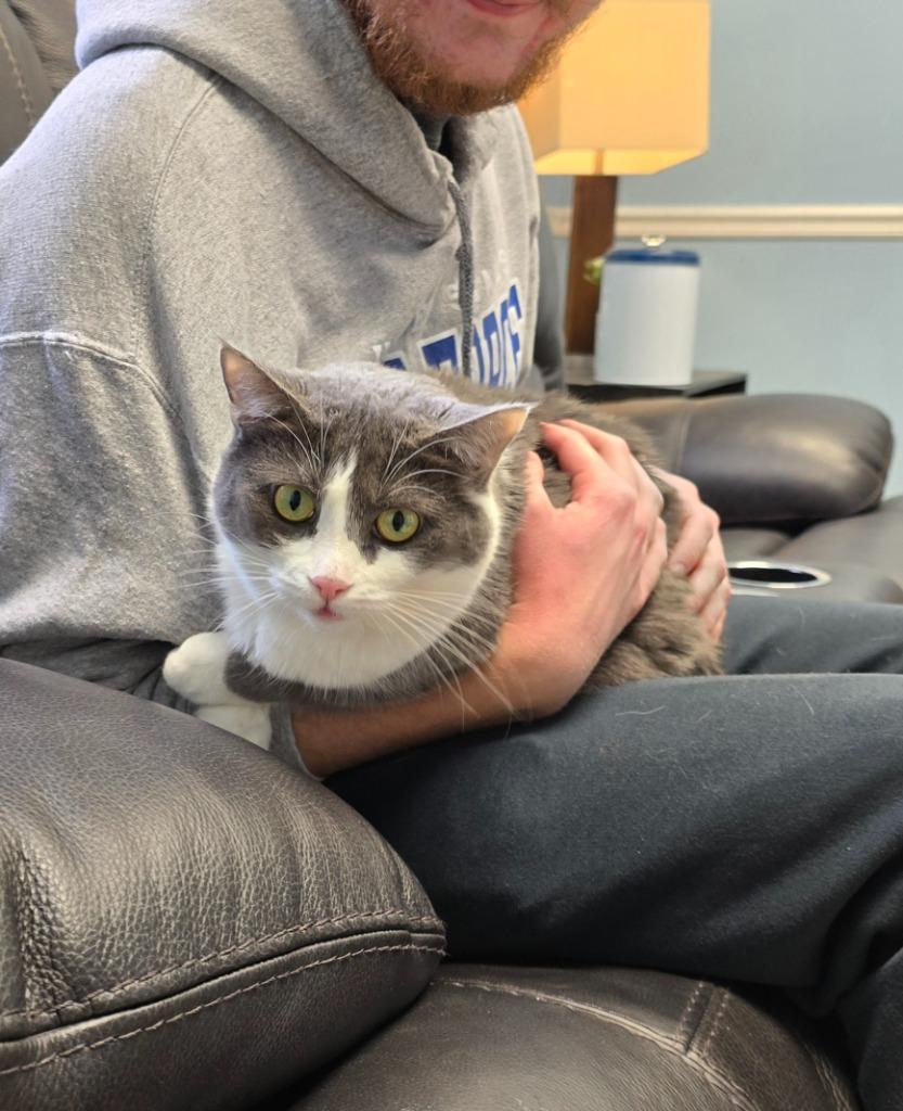 Enlarge Rosary, a Adoptable mixed breed in Blountville, TN image 3/6