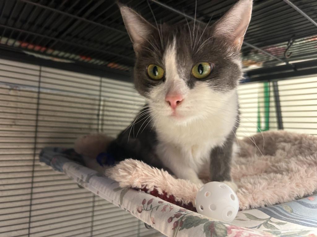 Enlarge Rosary, a Adoptable mixed breed in Blountville, TN image 4/6