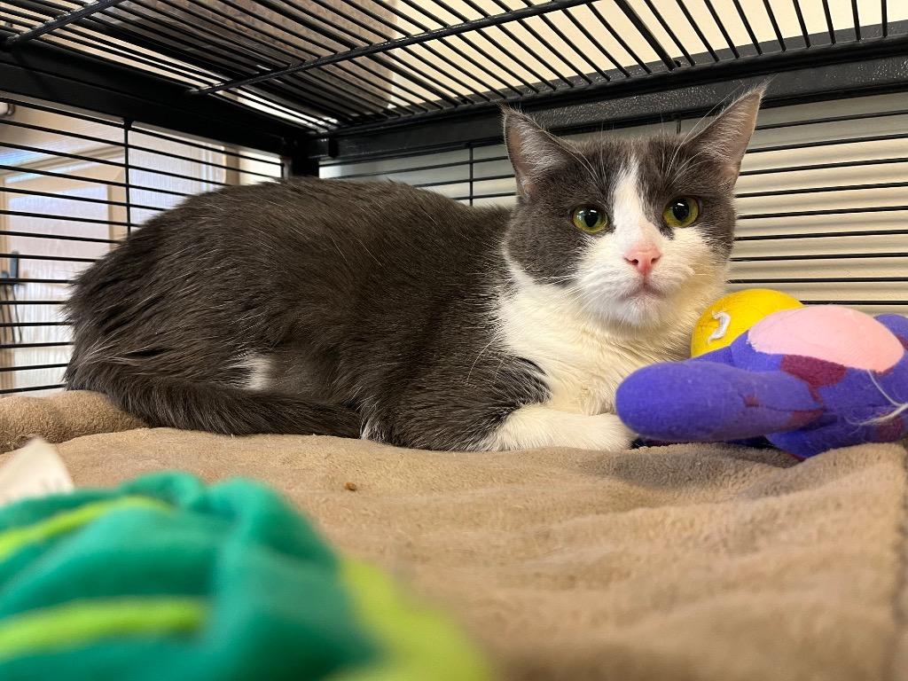 Enlarge Rosary, a Adoptable mixed breed in Blountville, TN image 6/6
