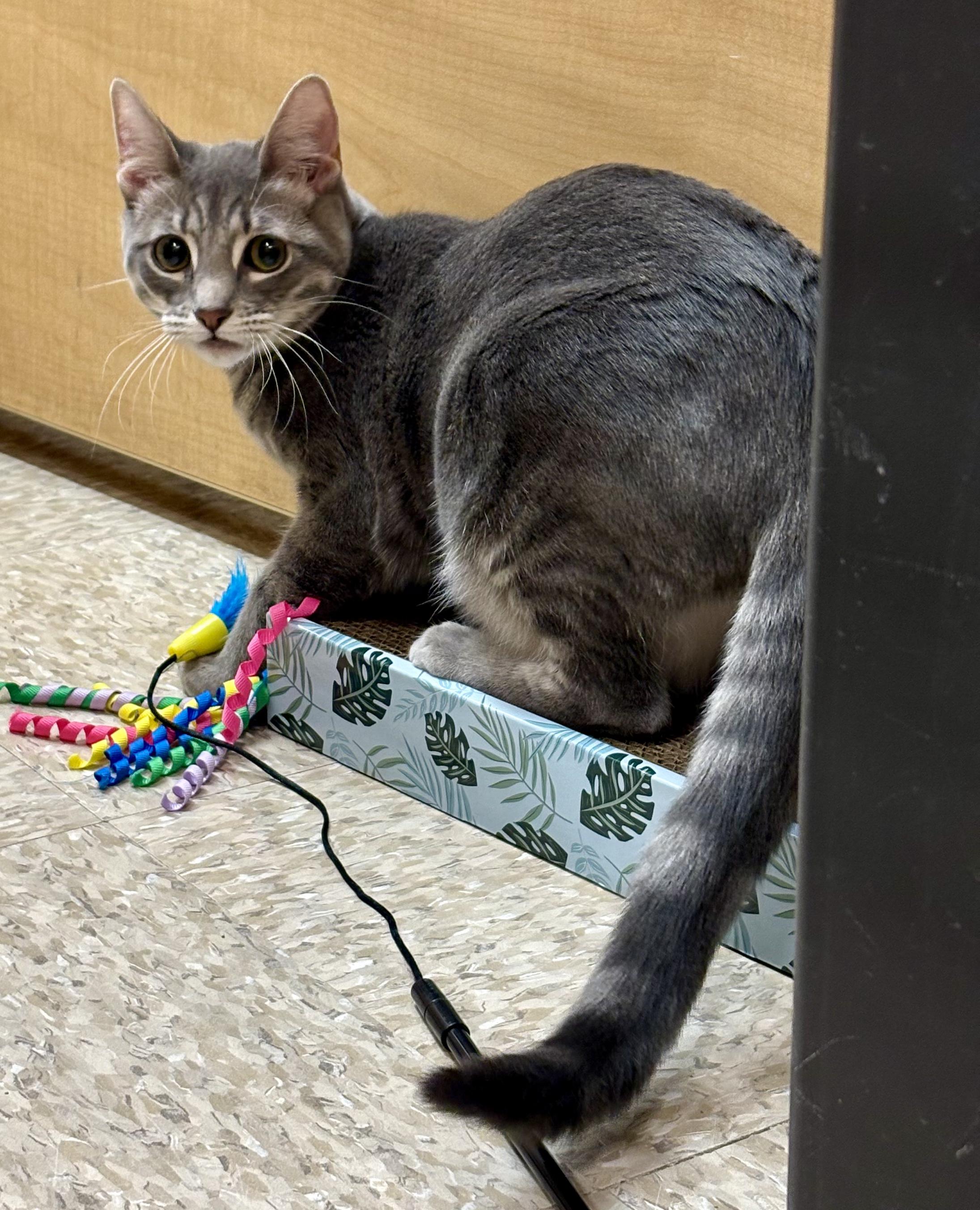 GoGo, Adoptable, Kitten Female Domestic Short Hair.