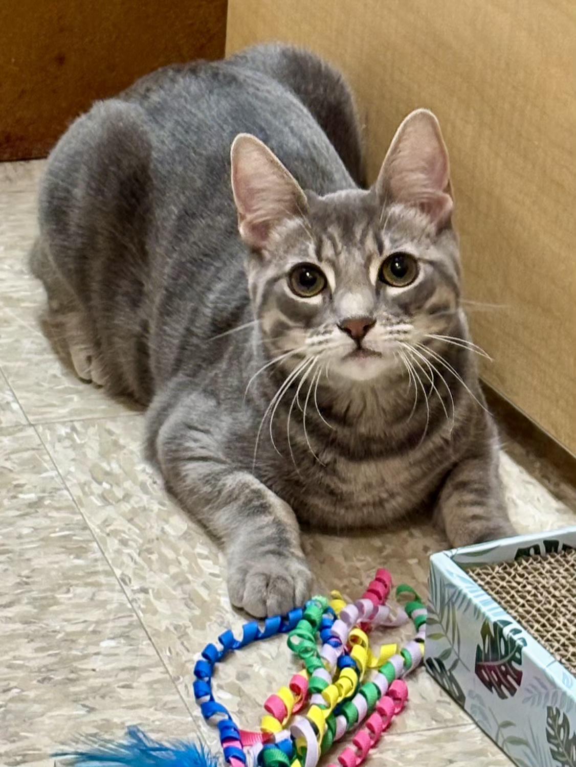 Enlarge GoGo, a Adoptable Domestic Short Hair in Irvine, CA image 4/6