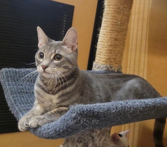 Enlarge GoGo, a Adoptable Domestic Short Hair in Irvine, CA image 2/6