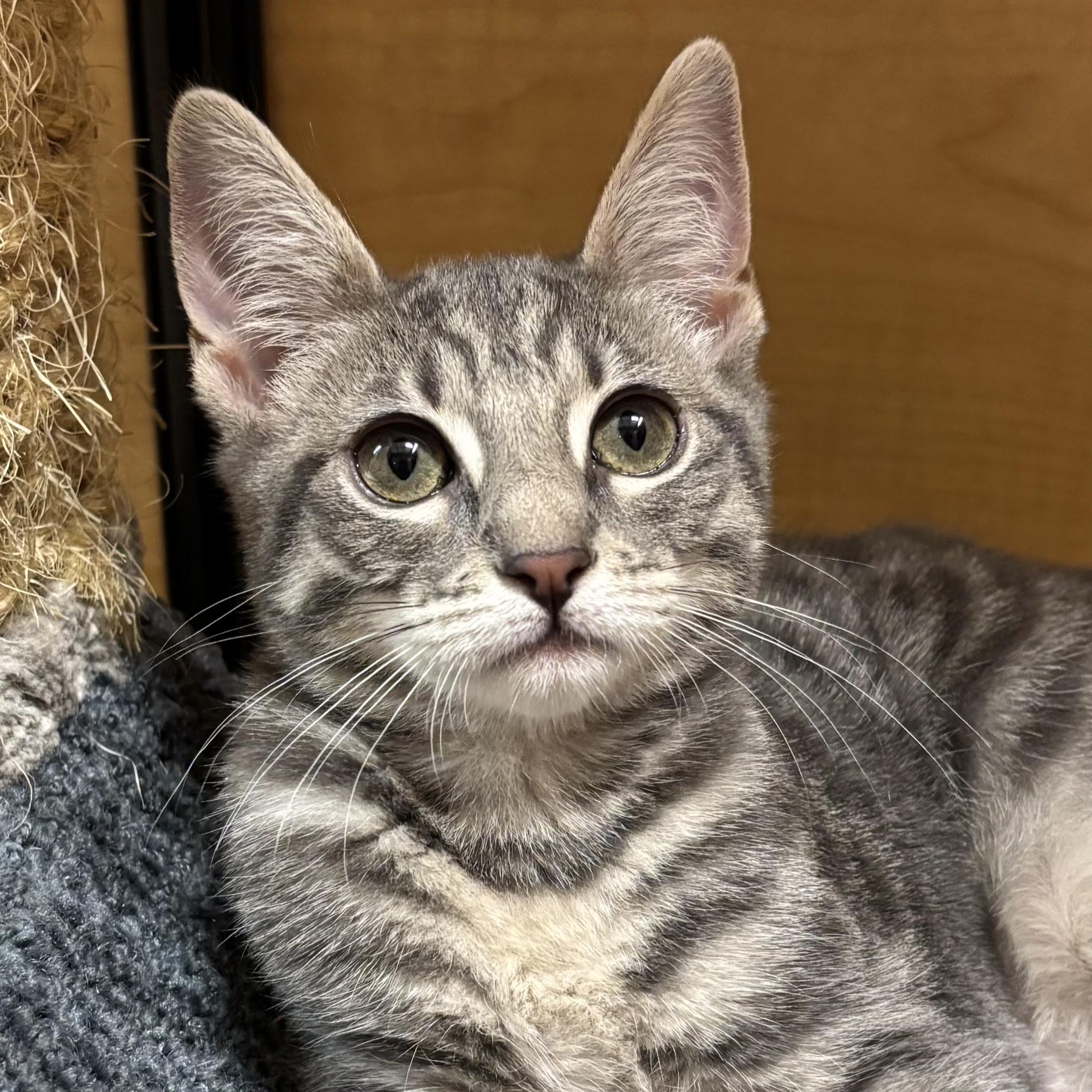 Enlarge GoGo, a Adoptable Domestic Short Hair in Irvine, CA image 5/6