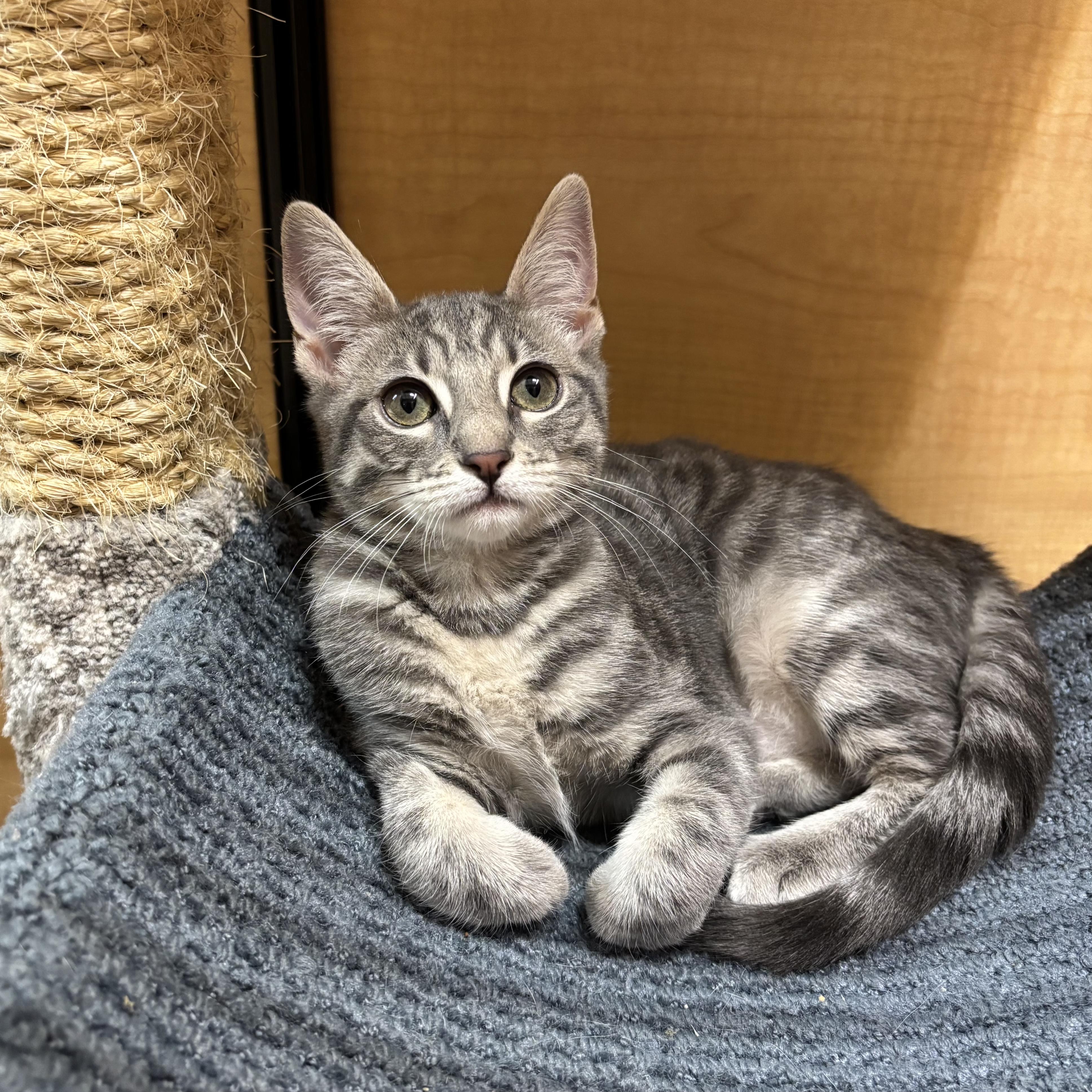 Enlarge GoGo, a Adoptable Domestic Short Hair in Irvine, CA image 6/6