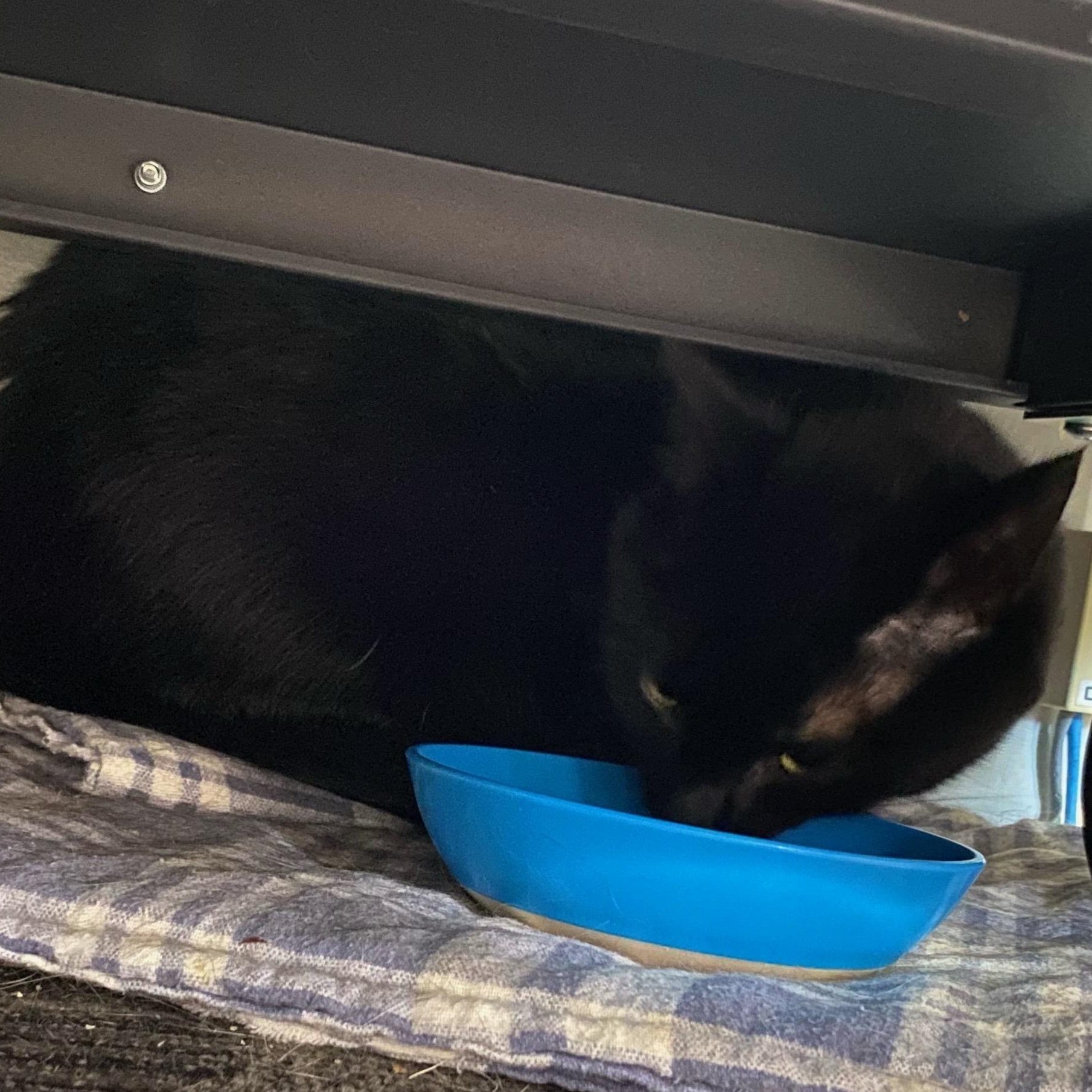 Aunt Annie, Adoptable, Adult Female Domestic Short Hair.
