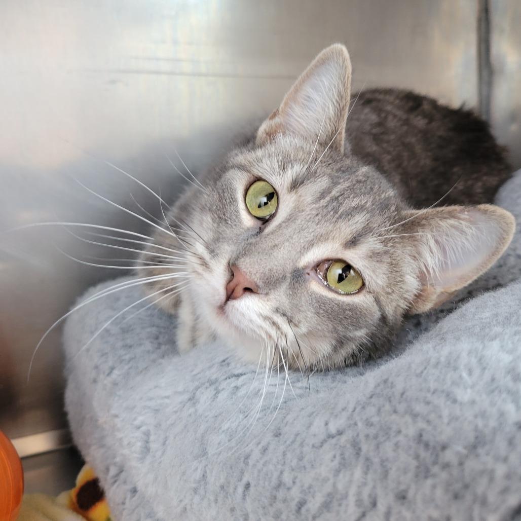 Luna, Adoptable, Young Female Domestic Short Hair.