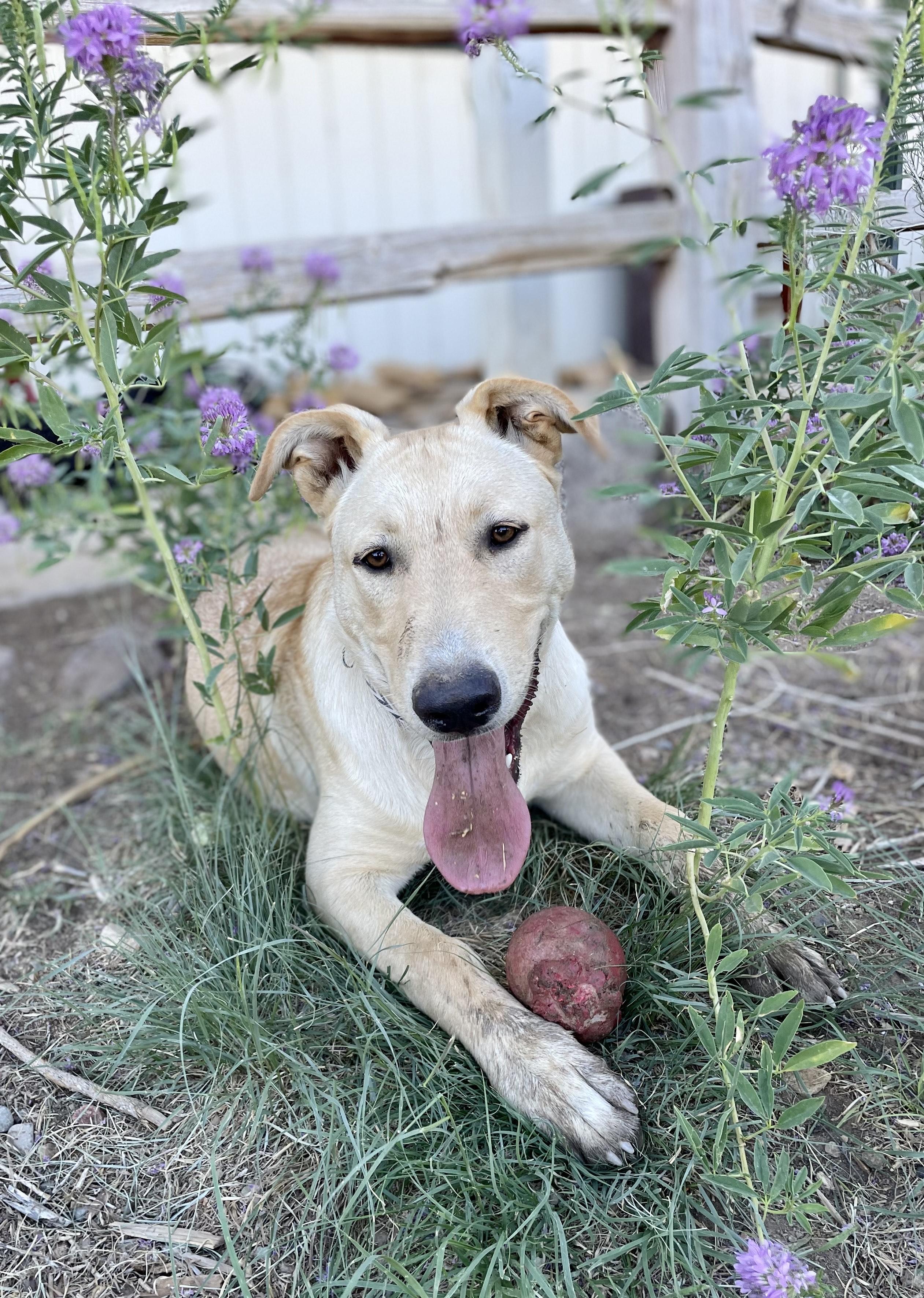 Enlarge Whiskey, a Adoptable mixed breed in Gardnerville, NV image 2/2