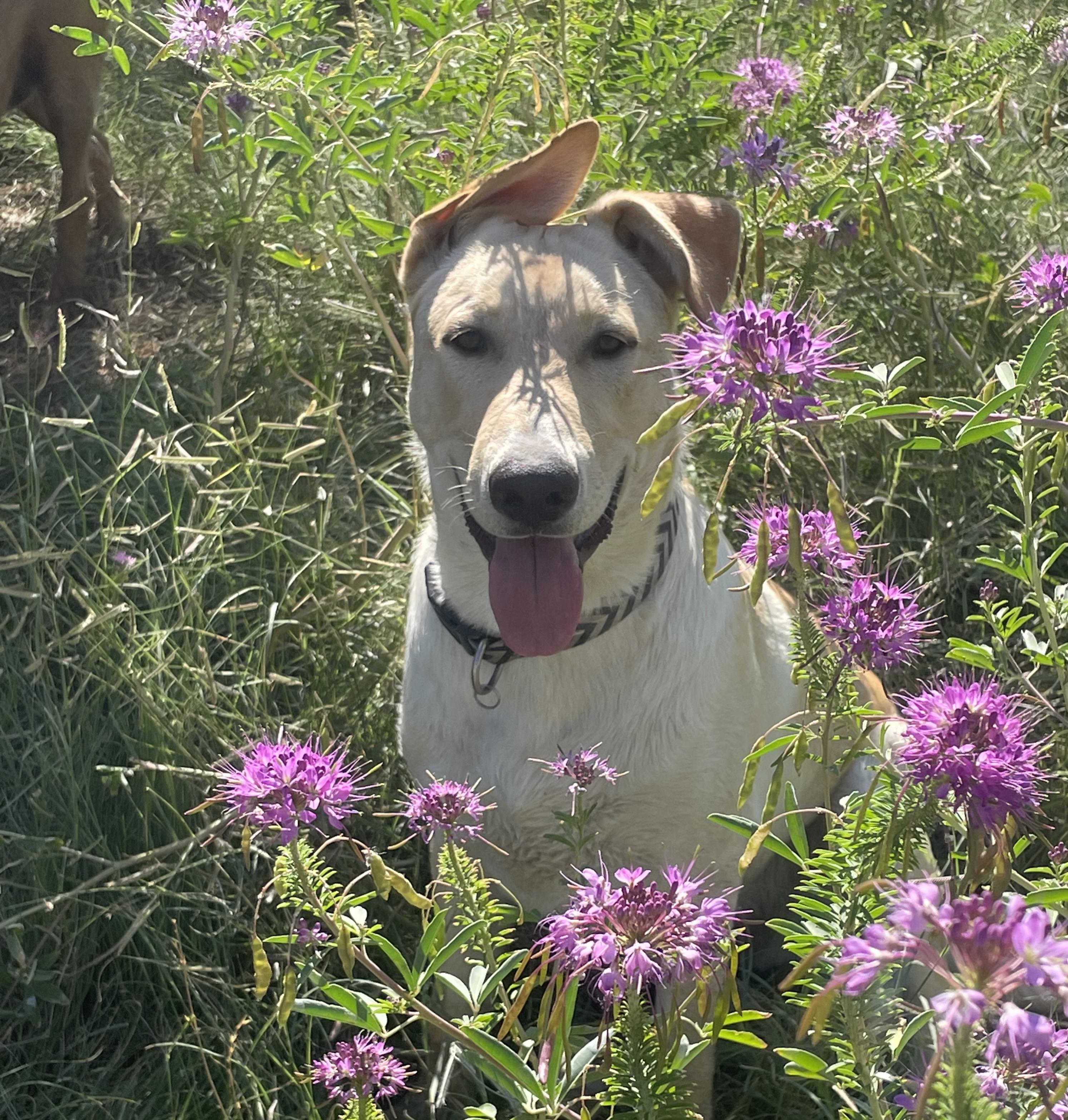 Enlarge Whiskey, a Adoptable mixed breed in Gardnerville, NV image 1/2