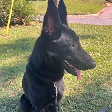Enlarge Malone, a Adoptable German Shepherd Dog in Griffin, GA image 1/2