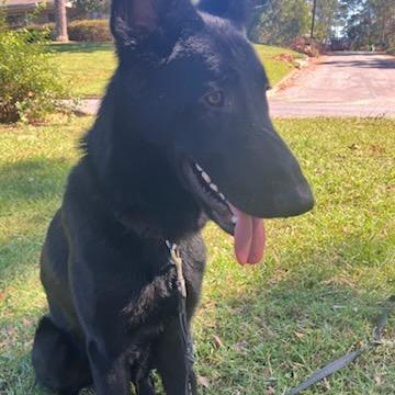 Enlarge Malone, a Adoptable German Shepherd Dog in Griffin, GA image 2/2