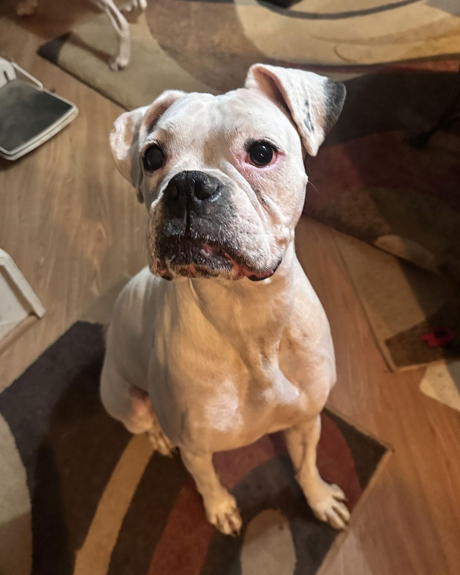 Bonded - Daisy, Adoptable, Adult Female Boxer.
