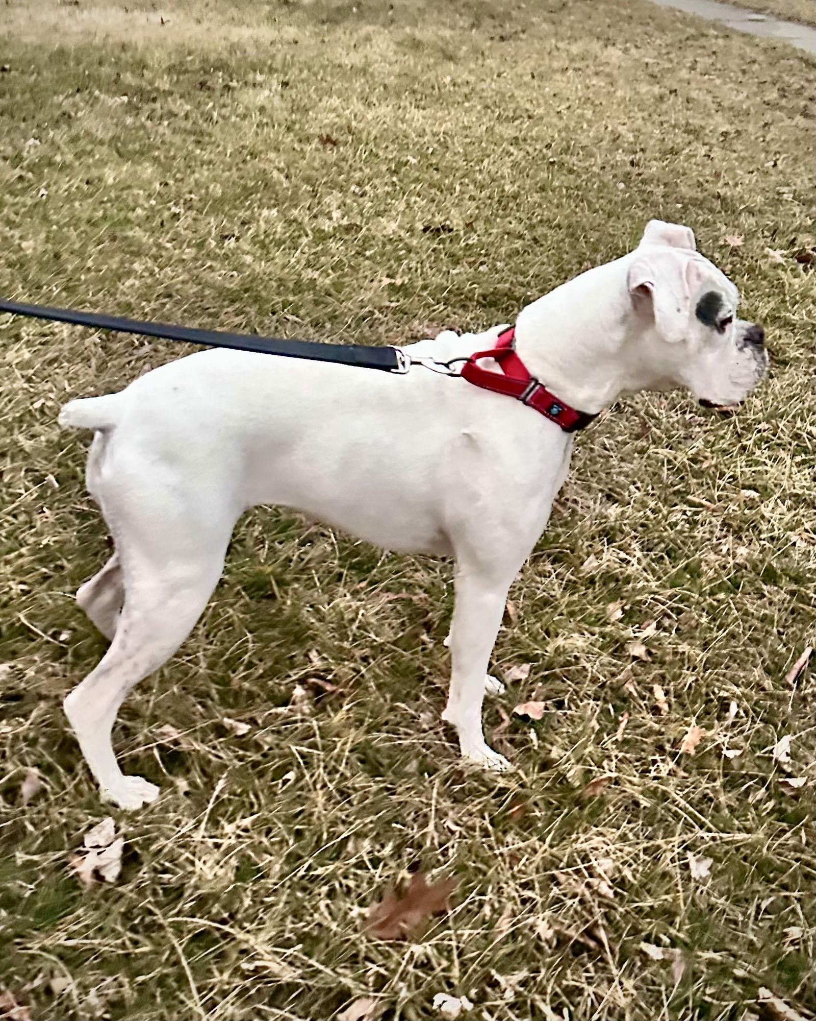 Enlarge Bonded - Daisy, a Adoptable Boxer in Monticello, NY image 3/3