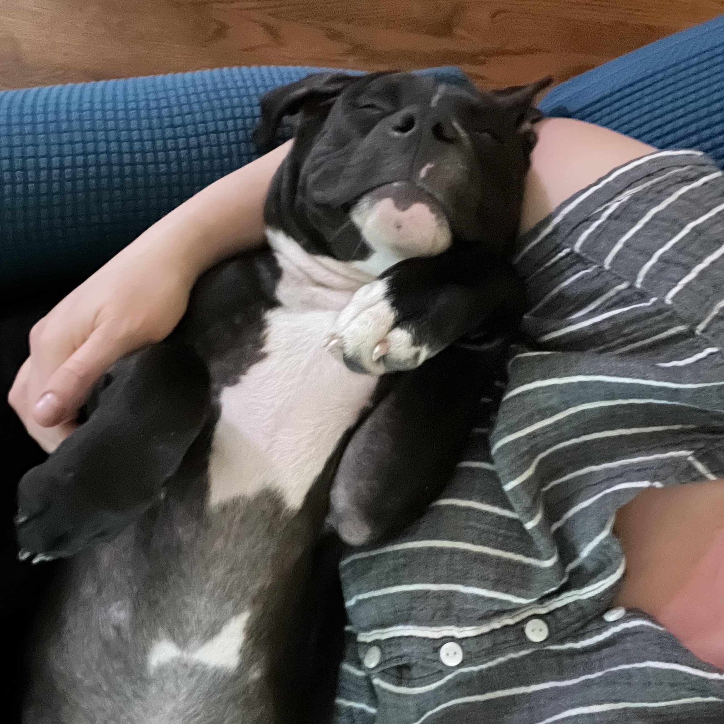 Hoagie, Baby Male Pit Bull Terrier