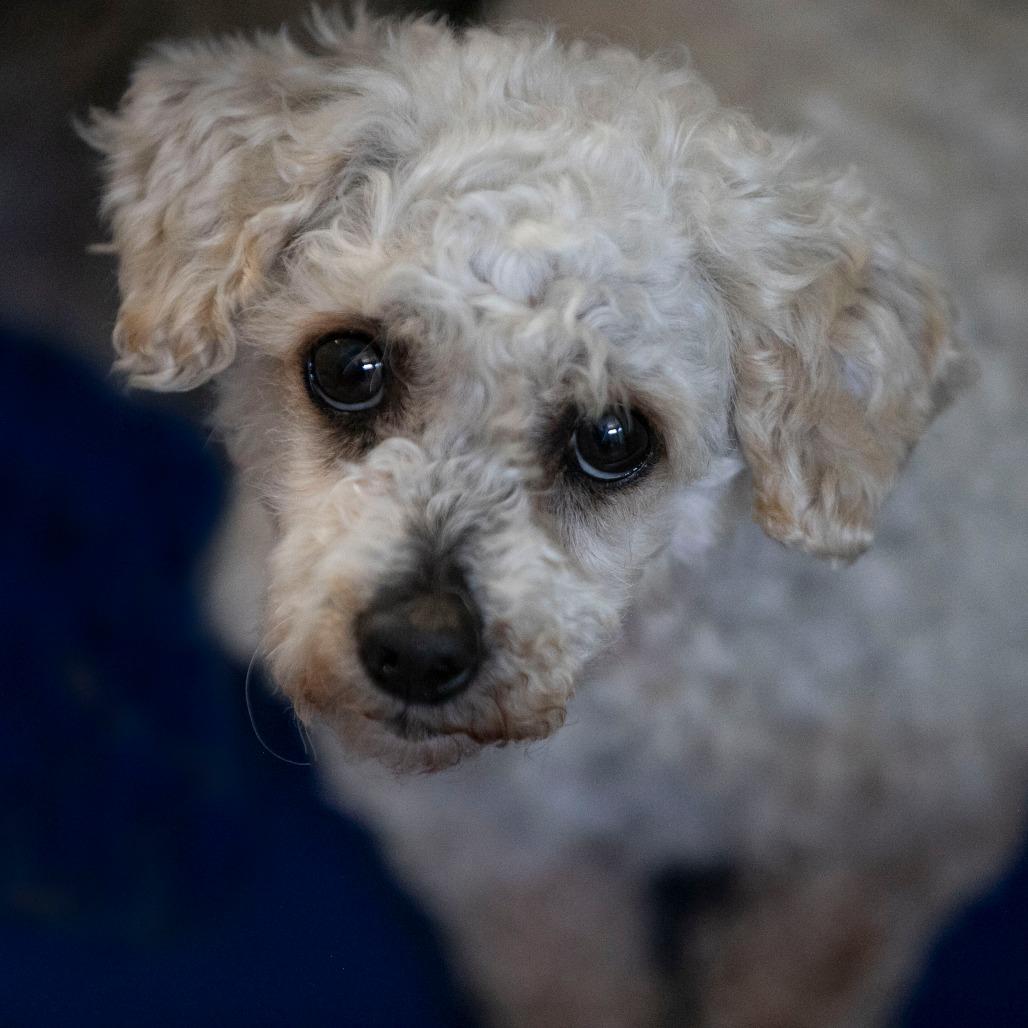 Paulette (AP26-92), Adoptable, Senior Female Miniature Poodle.