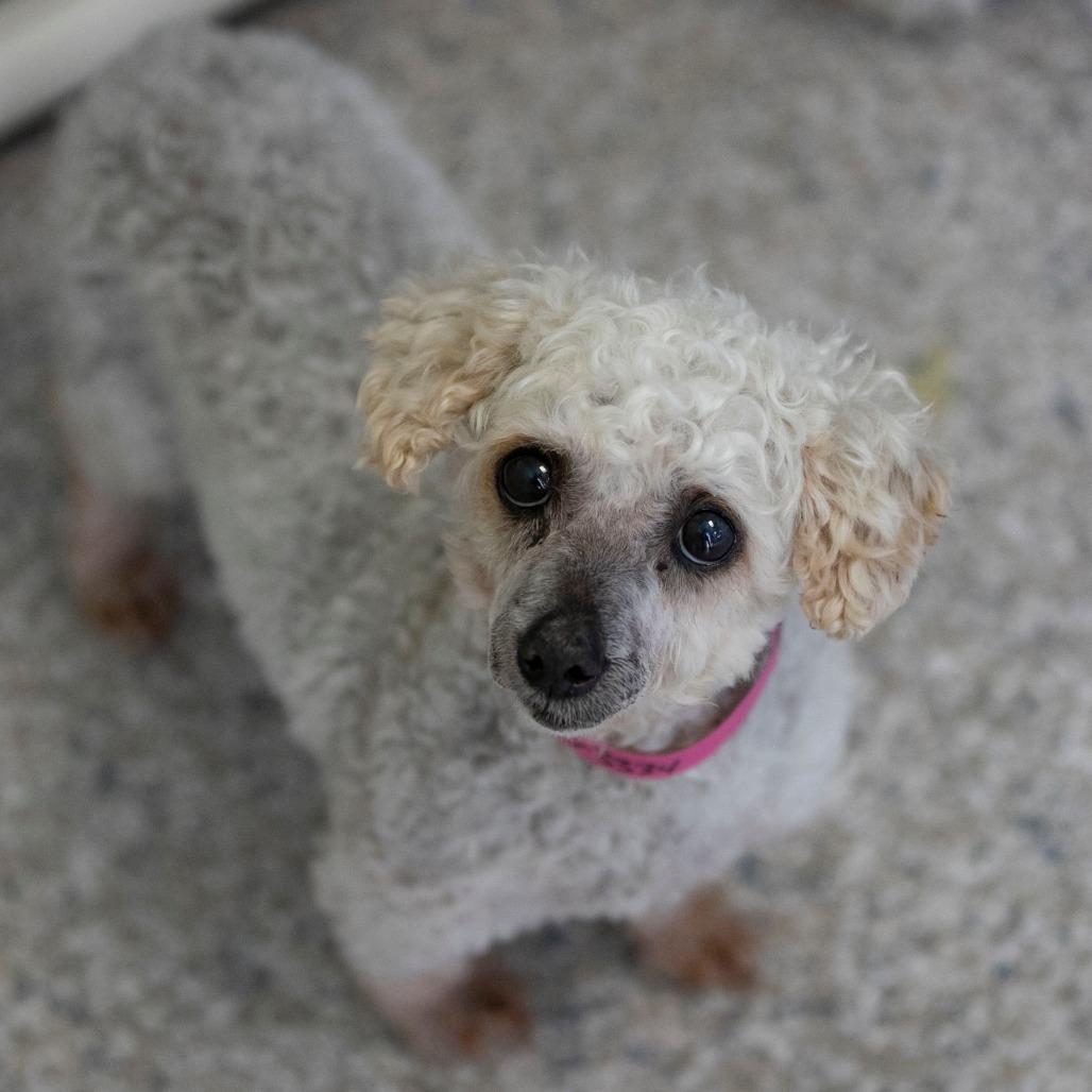 Paulette (AP26-92), a Adoptable Miniature Poodle in Peyton, CO image 2/6