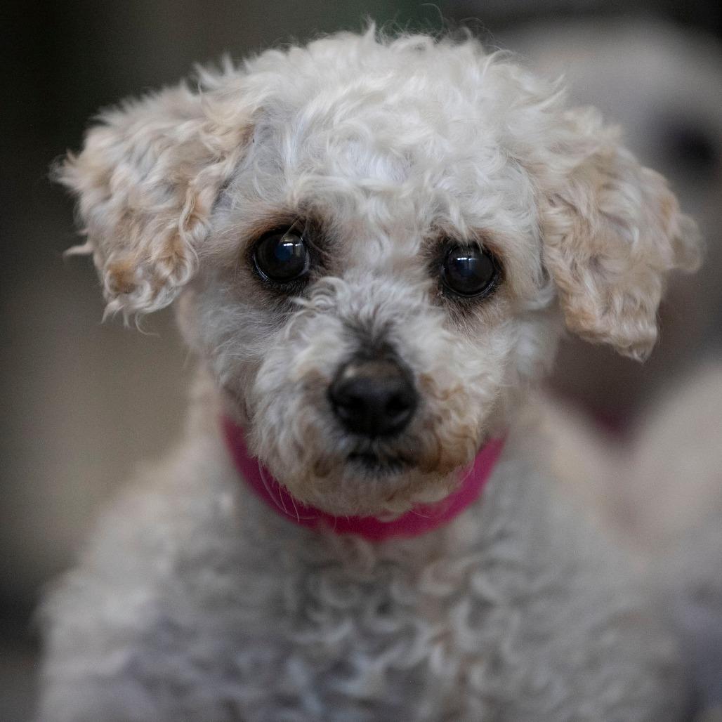 Paulette (AP26-92), a Adoptable Miniature Poodle in Peyton, CO image 3/6