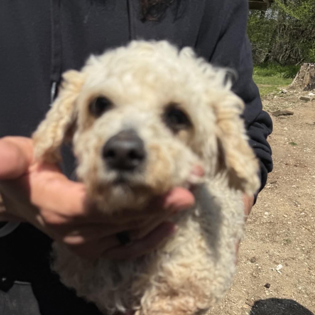 Paulette (AP26-92), a Adoptable Miniature Poodle in Peyton, CO image 4/6