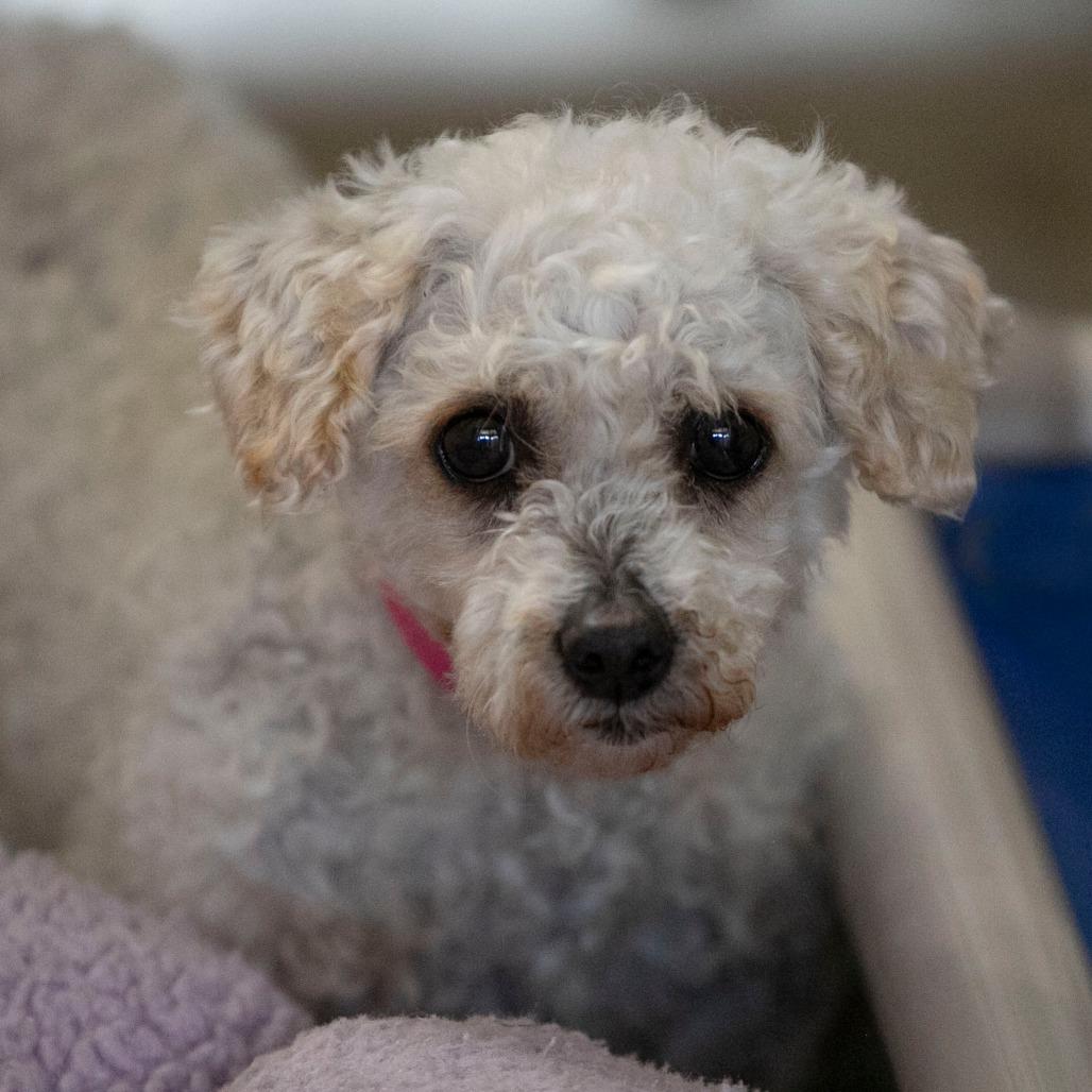 Paulette (AP26-92), a Adoptable Miniature Poodle in Peyton, CO image 5/6