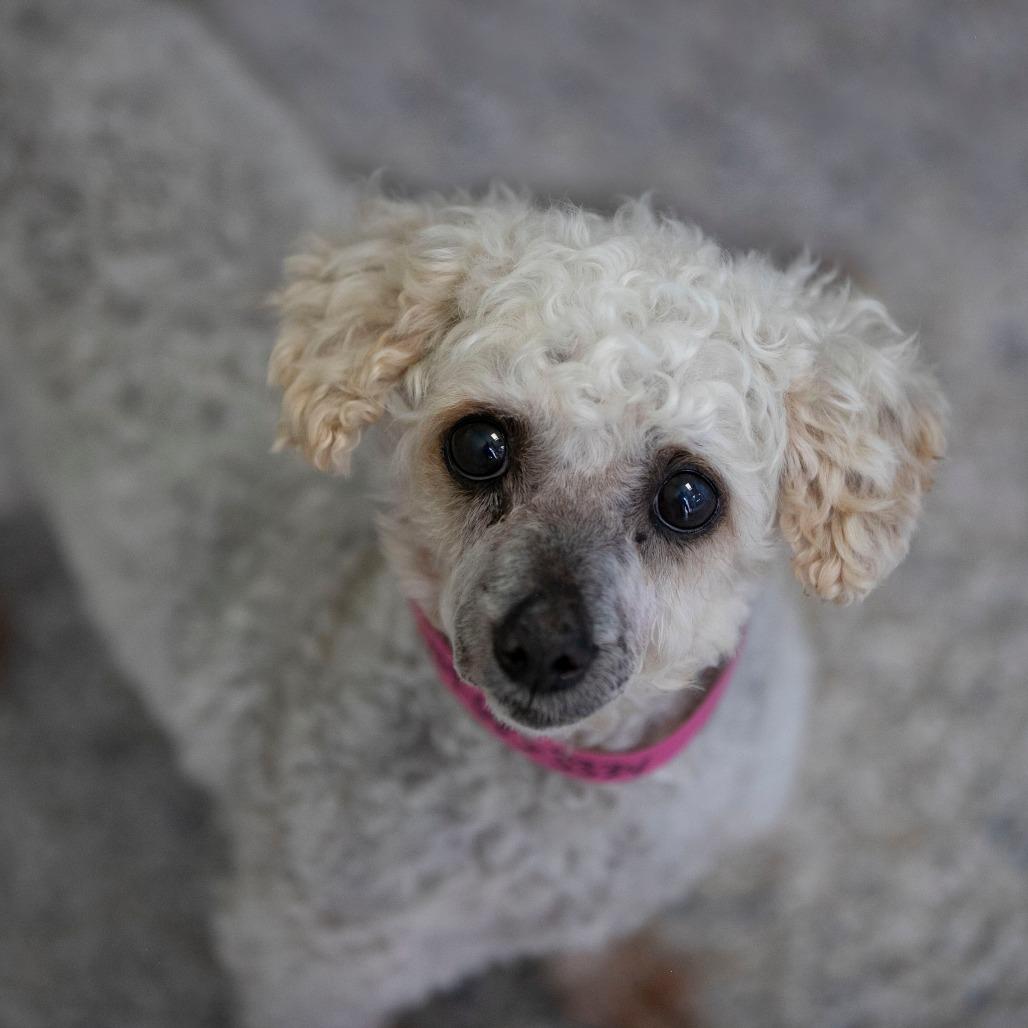 Paulette (AP26-92), a Adoptable Miniature Poodle in Peyton, CO image 6/6