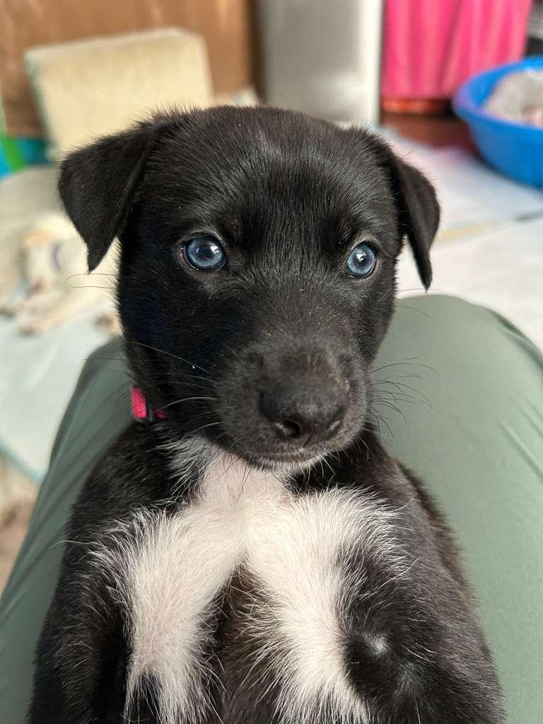 Pivot, a Adoptable Siberian Husky in San Diego, CA image 5/6