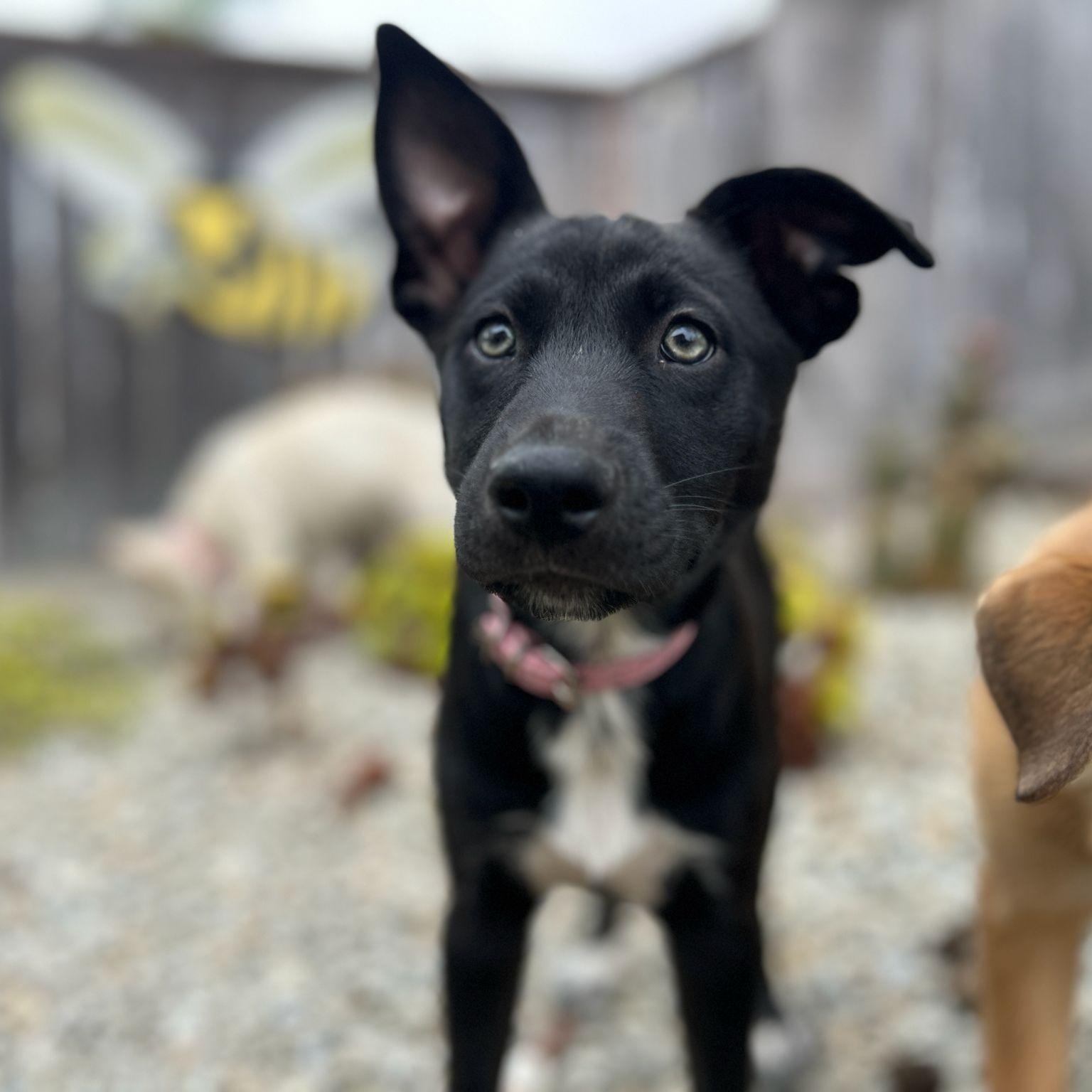 Pivot, a Adoptable Siberian Husky in San Diego, CA image 2/6