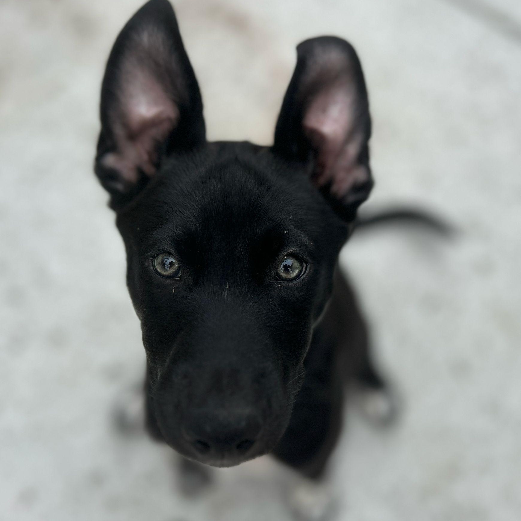 Pivot, Adoptable, Puppy Female Siberian Husky.