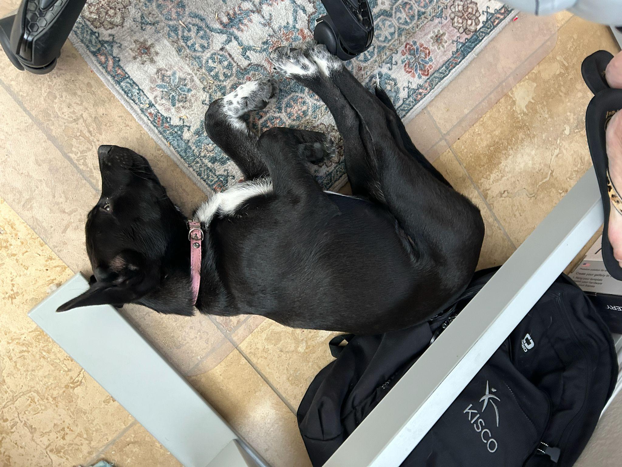 Pivot, a Adoptable Siberian Husky in San Diego, CA image 6/6