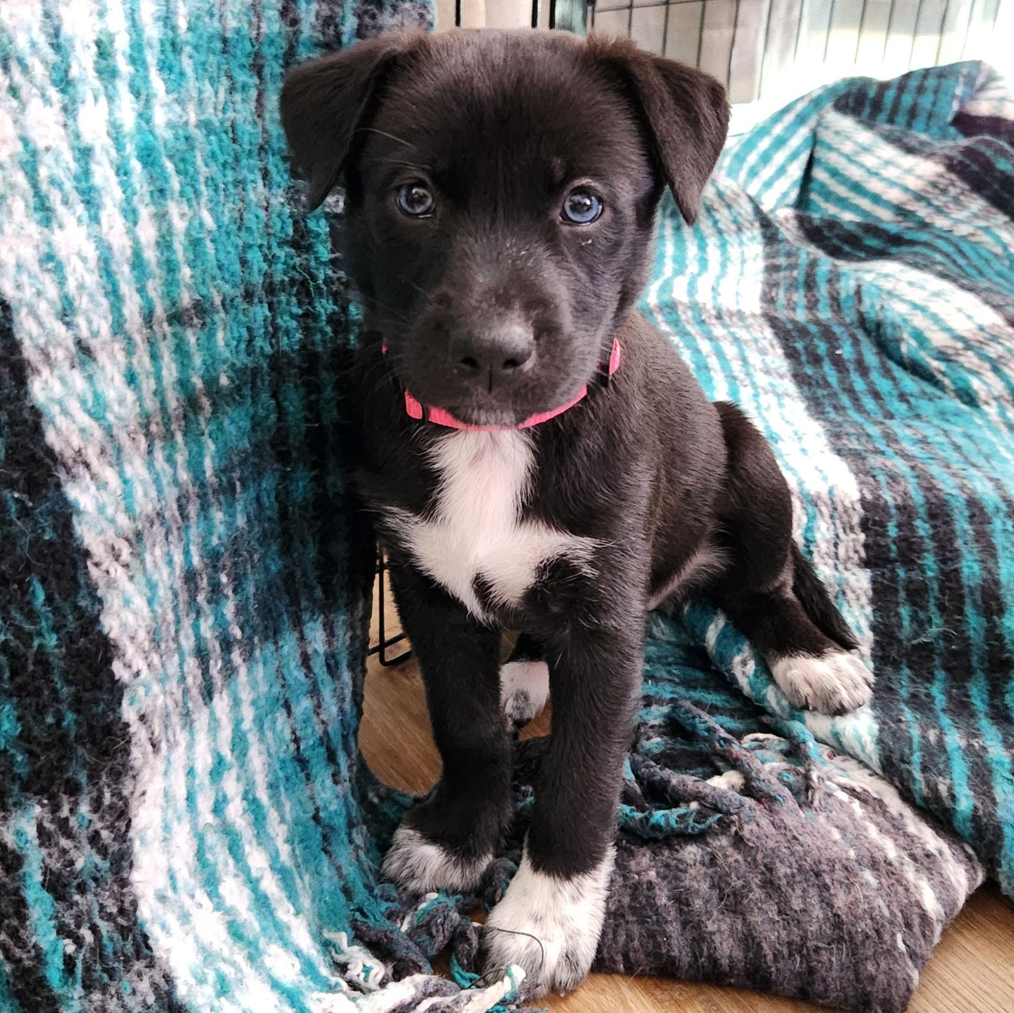 Pivot, a Adoptable Siberian Husky in San Diego, CA image 3/6