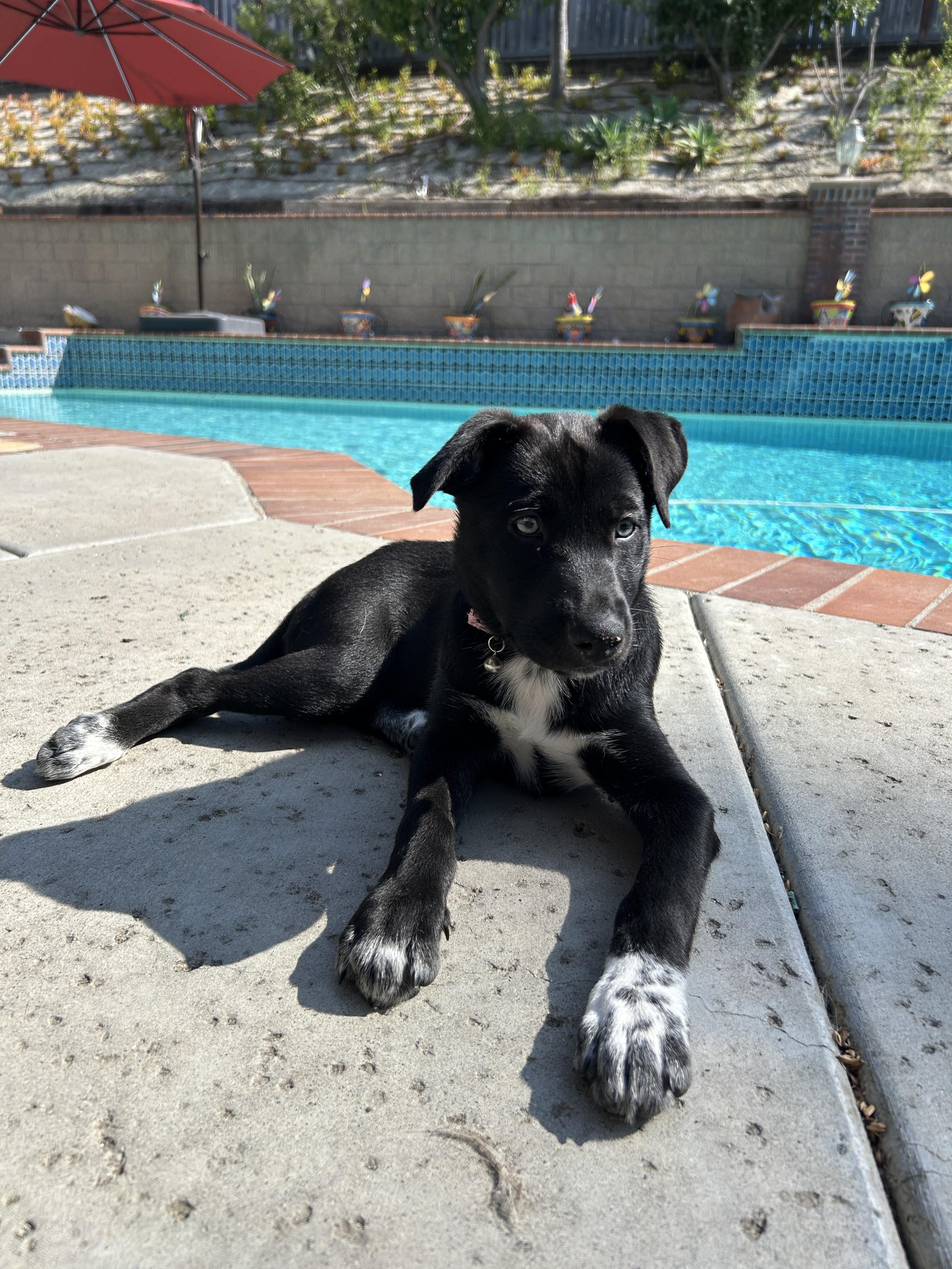 Pivot, a Adoptable Siberian Husky in San Diego, CA image 4/6