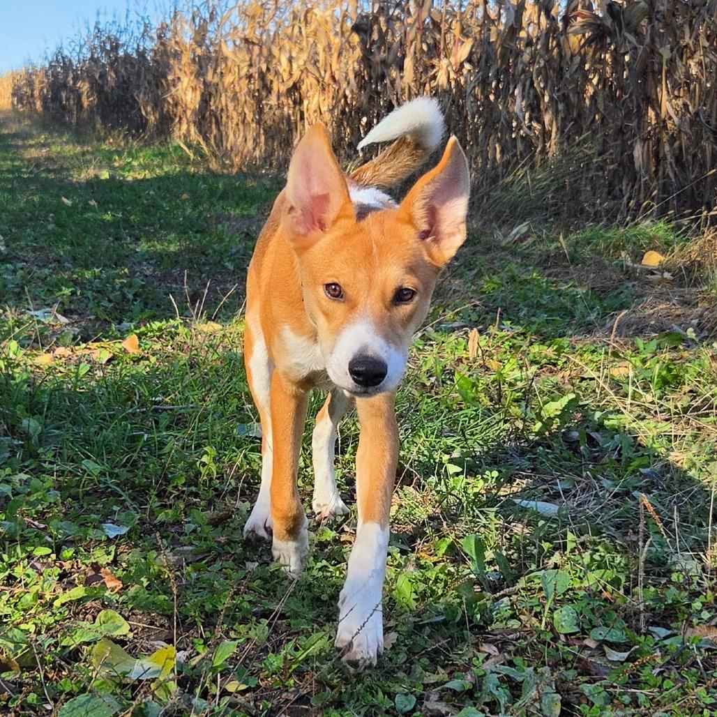 Enlarge Ernie, a Adoptable mixed breed in Wadena, MN image 6/6